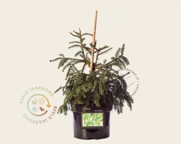 Picea abies 'Acrocona'