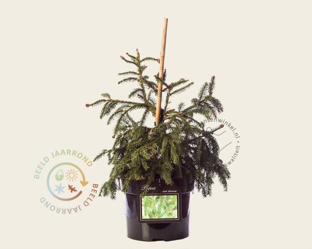 Picea abies 'Acrocona'
