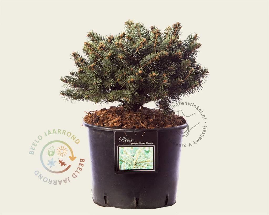 Picea pungens 'Glauca Globosa'