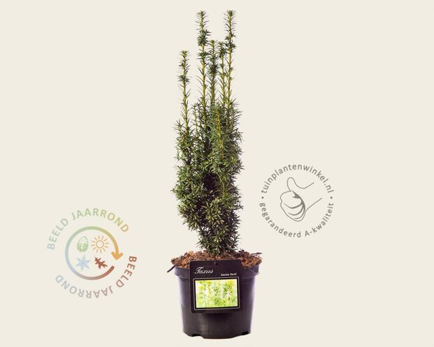 Taxus baccata 'David'