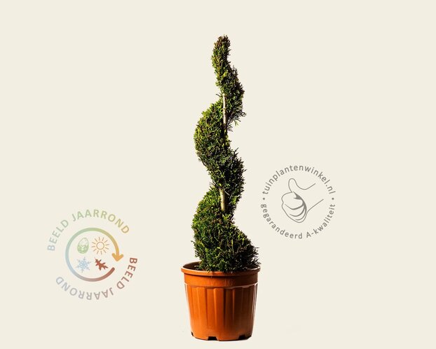 Cupressocyparis leylandii 'Castlewellan Gold' - spiraal