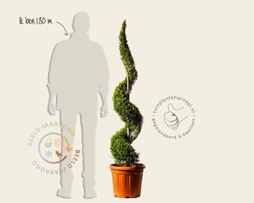 Cupressocyparis leylandii 'Castlewellan Gold' - spiraal