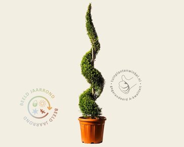 Cupressocyparis leylandii 'Castlewellan Gold' - spiraal