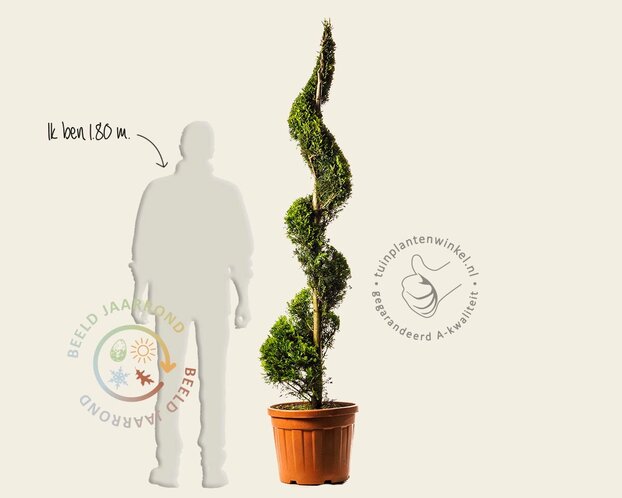 Cupressocyparis leylandii 'Gold Rider' - spiraal