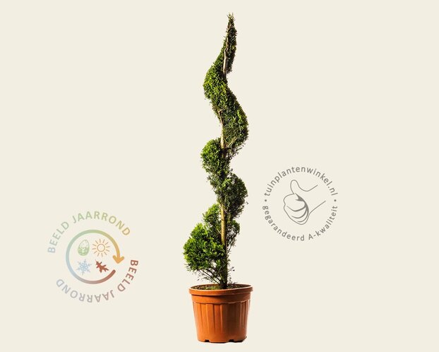 Cupressocyparis leylandii 'Gold Rider' - spiraal