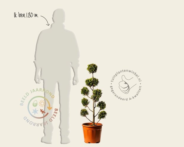 Cupressocyparis leylandii 'Castlewellan Gold' - pompon