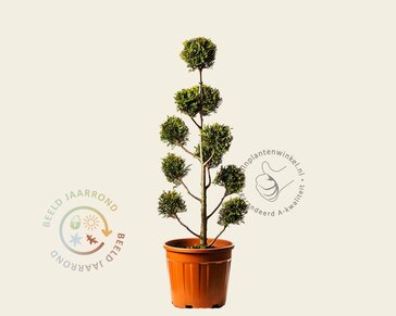 Cupressocyparis leylandii 'Castlewellan Gold' - pompon