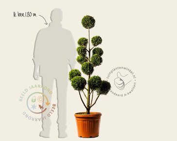 Cupressocyparis leylandii 'Castlewellan Gold' - pompon