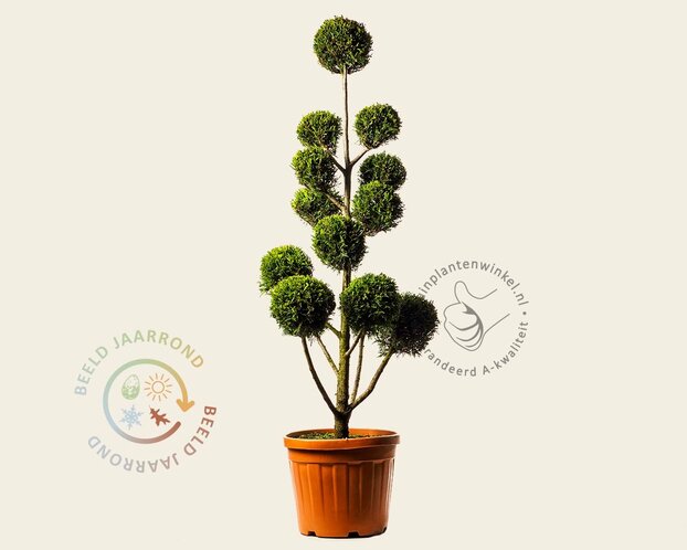 Cupressocyparis leylandii 'Castlewellan Gold' - pompon