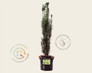 Taxus baccata 'Fastigiata Robusta'