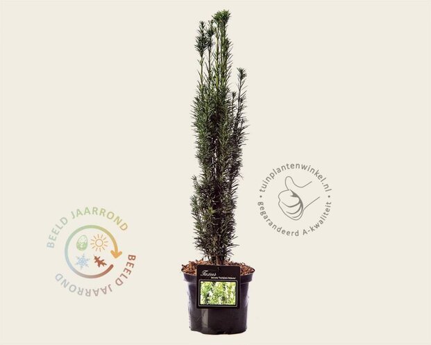 Taxus baccata 'Fastigiata Robusta'
