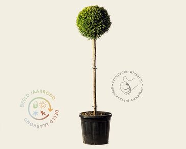 Cupressocyparis leylandii 'Castlewellan Gold' - bol op stam