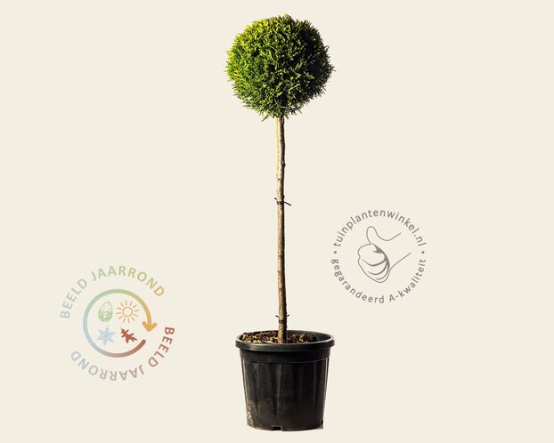 Cupressocyparis leylandii 'Castlewellan Gold' - bol op stam