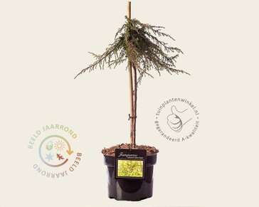 Juniperus communis 'Green Carpet' - 40 cm stam