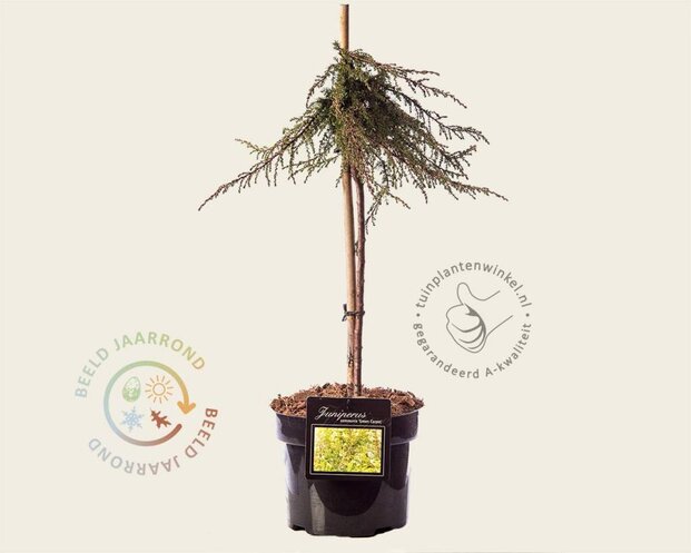 Juniperus communis 'Green Carpet' - 40 cm stam