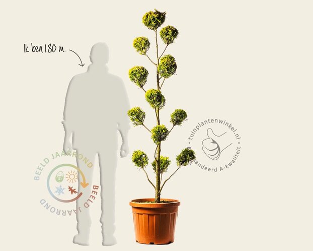 Cupressocyparis leylandii 'Gold Rider' - pompon