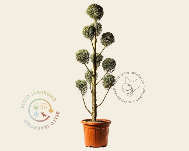 Cupressus arizonica 'Fastigiata' - pompon