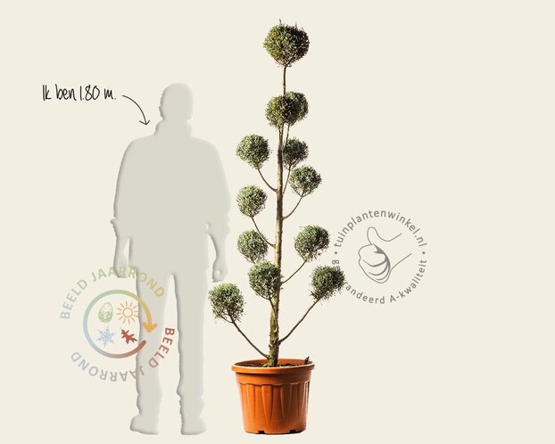 Cupressus arizonica 'Fastigiata' - pompon
