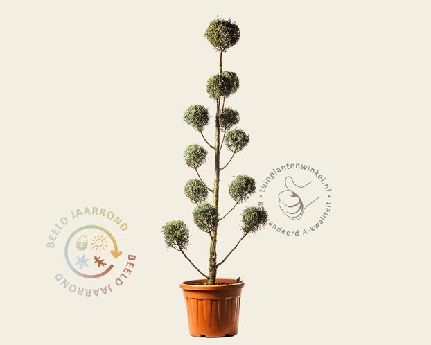 Cupressus arizonica 'Fastigiata' - pompon