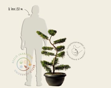 Cupressocyparis leylandii - bonsai