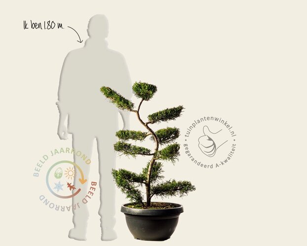 Cupressocyparis leylandii - bonsai
