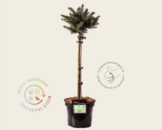 Picea pungens 'Glauca Globosa - 40 cm stam