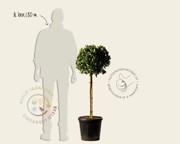 Euonymus japonicus - bol op stam