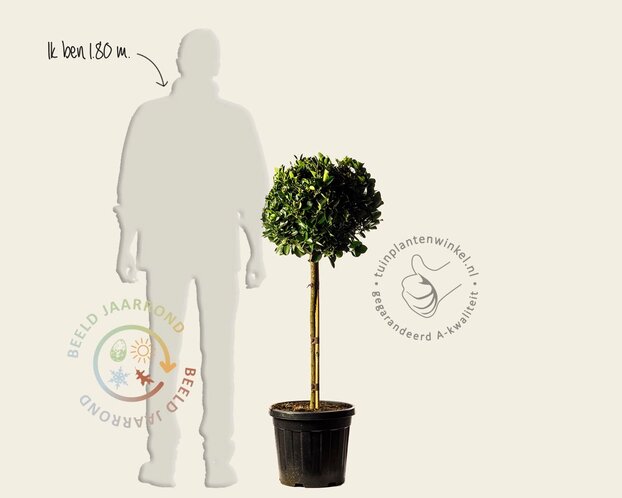 Euonymus japonicus - bol op stam