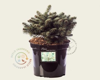 Picea pungens 'Glauca Globosa'