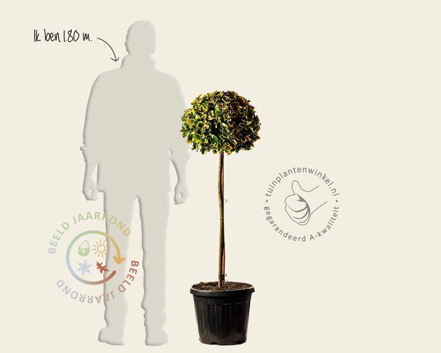 Euonymus japonicus 'Aurea'  - bol op stam