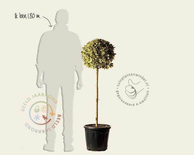 Euonymus japonicus 'Bravo'  - bol op stam