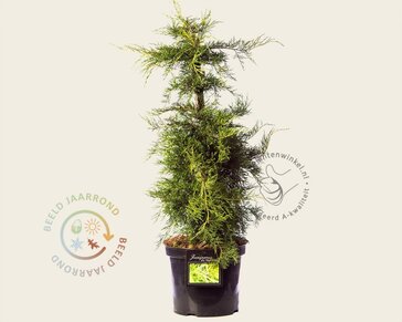 Juniperus media 'Pfitzeriana Aurea'