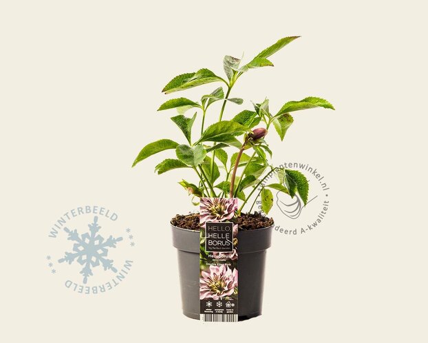 Helleborus orientalis 'Double Ellen Pink'