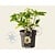 Helleborus orientalis 'Double Ellen White'