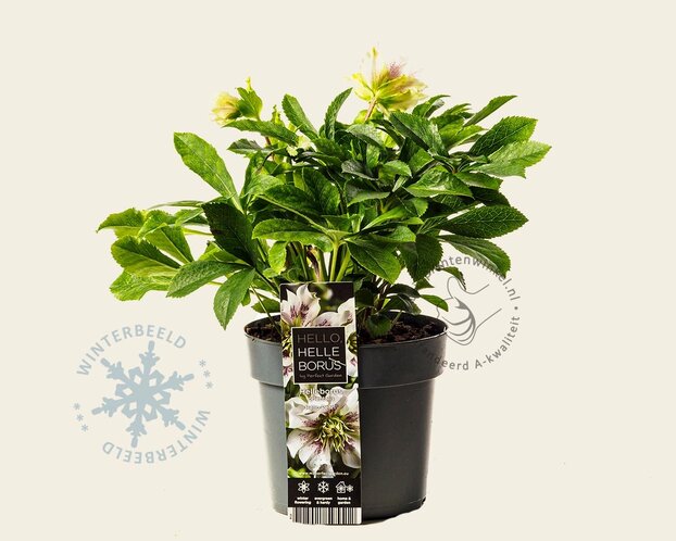 Helleborus orientalis 'Hello Pearl'