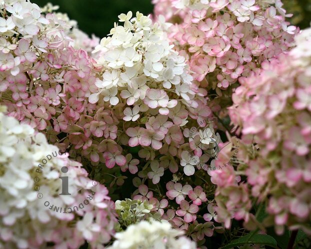 Hydrangea paniculata 'Bobo'