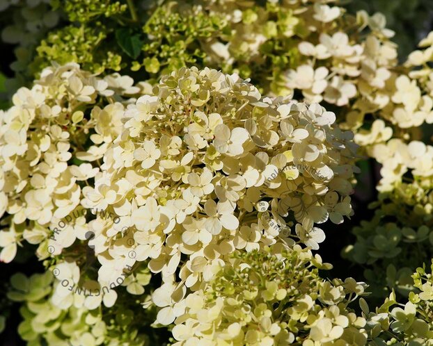 Hydrangea paniculata 'Bobo'