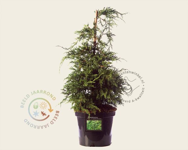 Juniperus squamata 'Blue Carpet' 60/80