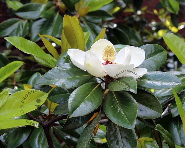 Magnolia grandiflora 'Ferruginea' - halfstam