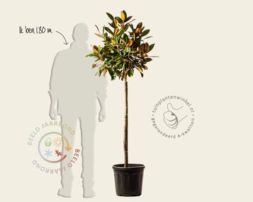 Magnolia grandiflora 'Ferruginea' - halfstam image