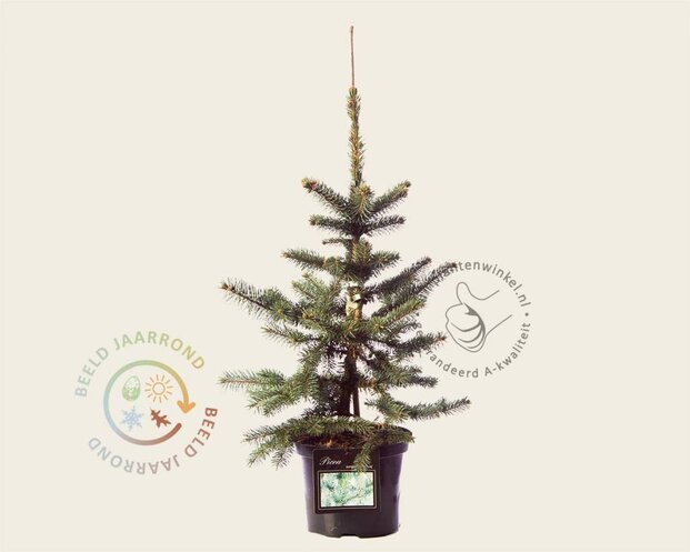 Picea pungens 'Oldenburg'