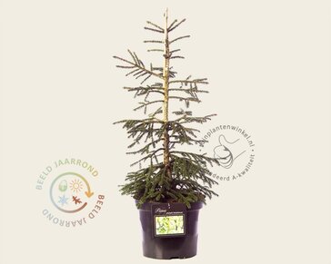 Picea orientalis 'Aureospicata' 50/60