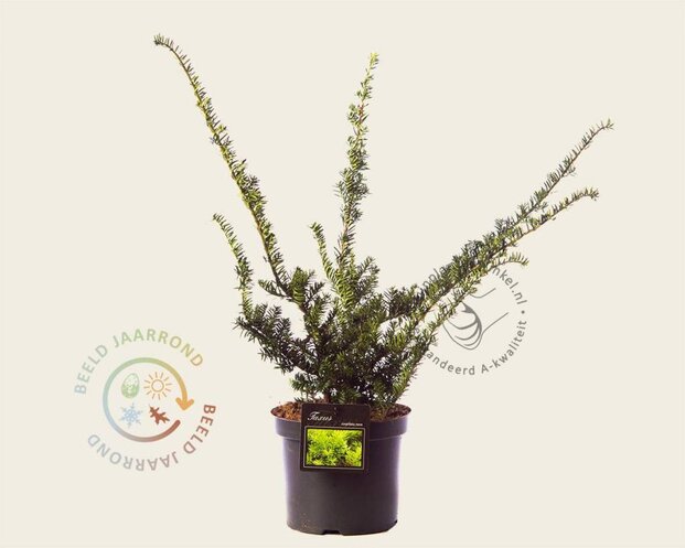 Taxus cuspidata 'Nana'