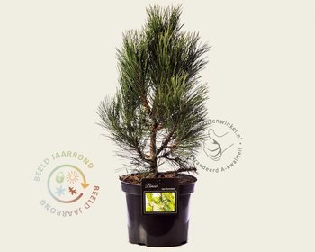 Pinus nigra 'Pyramidalis'