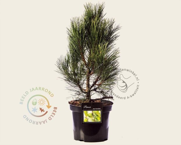 Pinus nigra 'Pyramidalis'