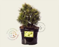 Pinus mugo 'Mops'