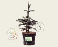 Abies procera 'Glauca'