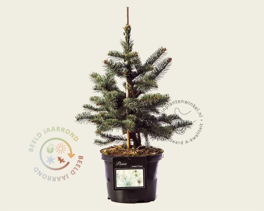 Picea pungens 'Koster' 030/40