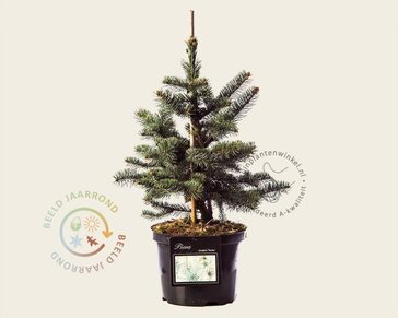 Picea pungens 'Koster' 30/40
