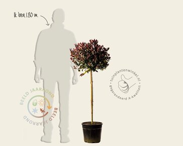 Photinia fraseri 'Little Red Robin' - op stam